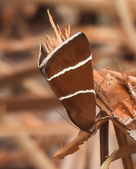 Argyrostrotis quadrifilaris