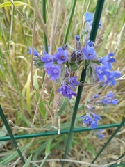 Anchusa leptophylla