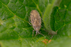 Tingis pilosa