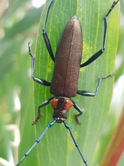 Aromia moschata ambrosiaca