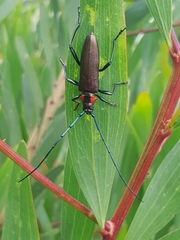 Aromia moschata ambrosiaca