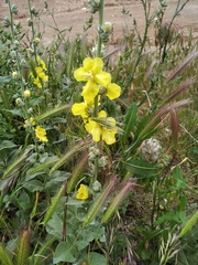 Verbascum undulatum