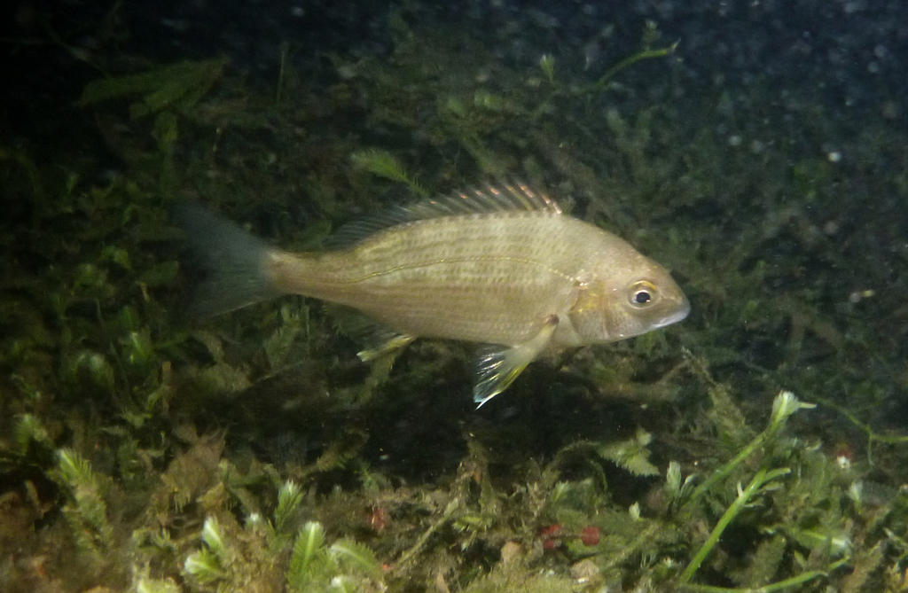 Black bream (Acanthopagrus butcheri) — Sparidae