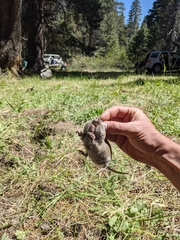 Thomomys monticola