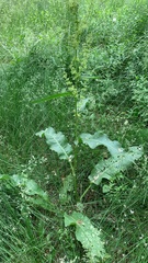 Rumex