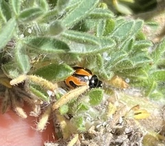 Coccinella miranda