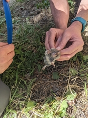 Thomomys monticola