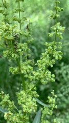 Rumex
