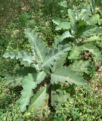Onopordum acanthium