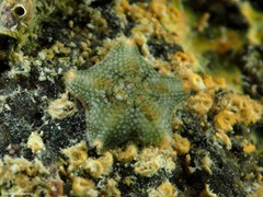 Asterina gibbosa