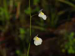 Utricularia hispida