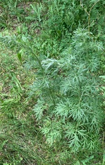 Artemisia absinthium
