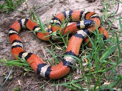 Lampropeltis gentilis