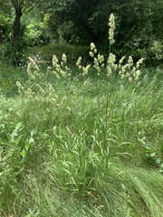 Dactylis glomerata