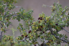 Condalia warnockii