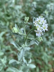Berteroa incana