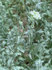 Berteroa incana