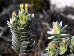 Gnidia imbricata