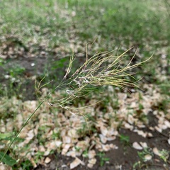 Poa bulbosa vivipara