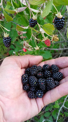 Rubus cuneifolius image