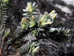 Gnidia imbricata