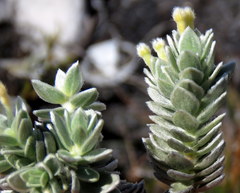 Gnidia imbricata