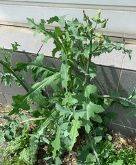 Sonchus oleraceus