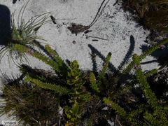 Muraltia satureioides