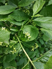 Euonymus europaeus