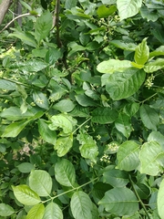 Euonymus europaeus