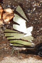 Graphium agetes