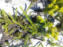 Muraltia satureioides