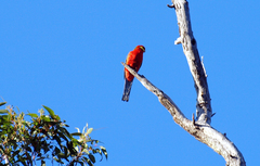 Platycercus icterotis