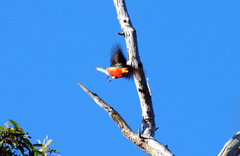 Platycercus icterotis