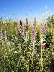 Stachys germanica