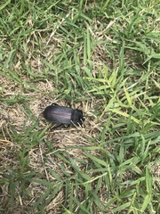 Eleodes suturalis