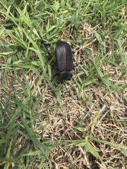 Eleodes suturalis