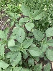 Amaranthus retroflexus