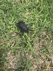 Eleodes suturalis