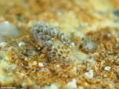 Anteaeolidiella lurana