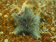 Asterina gibbosa