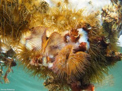 Branchiomma luctuosum