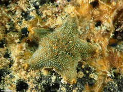 Asterina gibbosa
