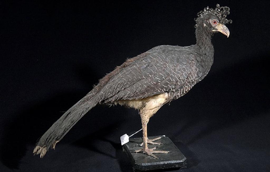 Bare-faced Curassow