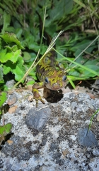 Triturus marmoratus