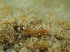 Okenia polycerelloides