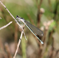 Coenagrion puella
