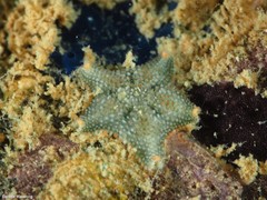 Asterina gibbosa