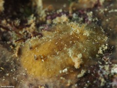 Peltodoris punctifera