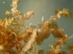 Okenia polycerelloides